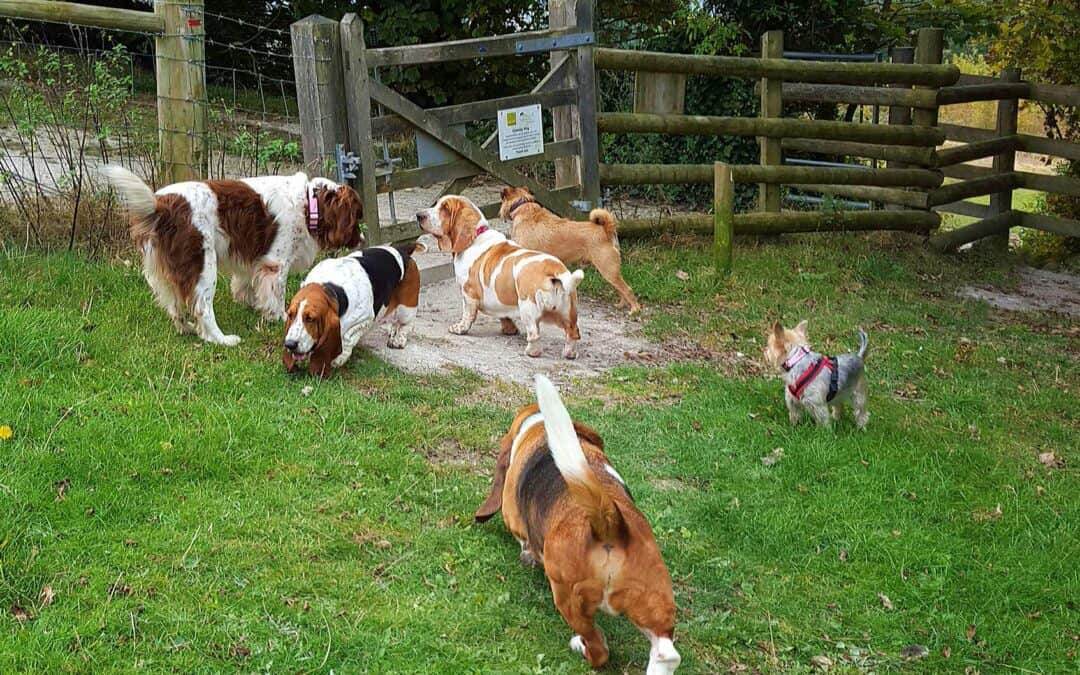 A Dog Walker?…..that’s easy money!