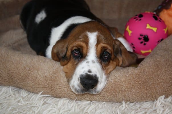 A Dog Is For Life…But How Long Is Life?