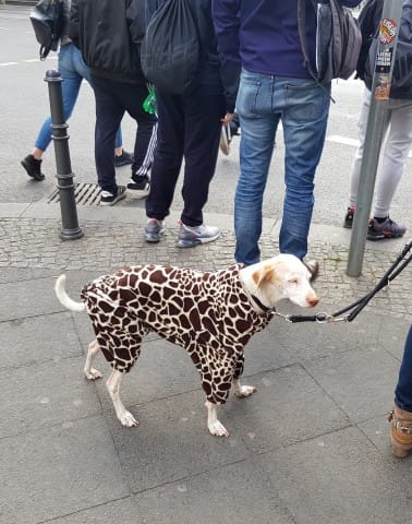 Cold Showers All Round